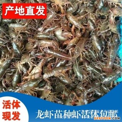 全国发货优质小龙虾 龙虾苗如何养殖 龙虾苗哪种好