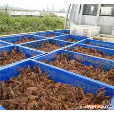 今年龙虾苗价格现在龙虾苗及认购今日龙虾苗价格基地直发包成活率