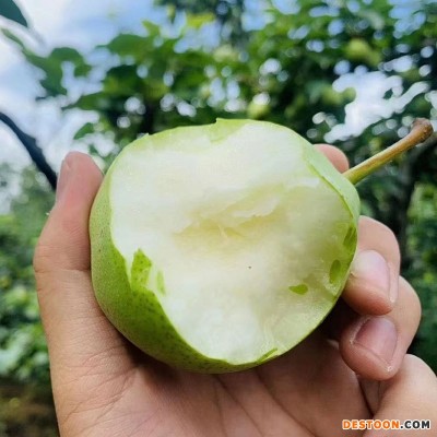 陕西早酥梨5斤装新鲜水果产地直达应季梨子