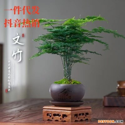 文竹盆栽室内花卉植物客厅吸某醛盆景办公桌面四季常青小绿植好养