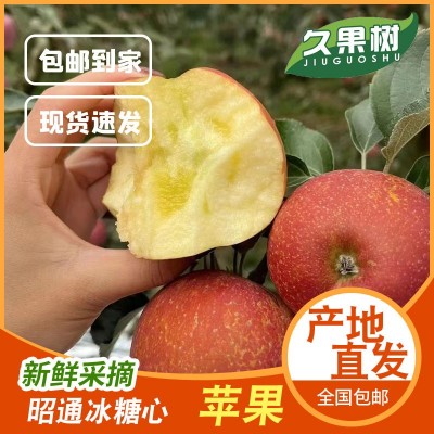 云南昭通苹果冰糖心新鲜水果糖心丑苹果基地直供支持一件代发