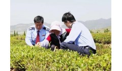 新泰市税务局：税收春风助力特色农业发展