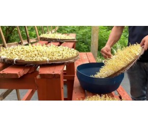 现代农业之——豆芽的栽培、收获与加工（老王讲糖系列视频）