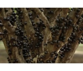 现代农业之——巴西嘉宝果的收获与加工（老王讲糖系列视频）
