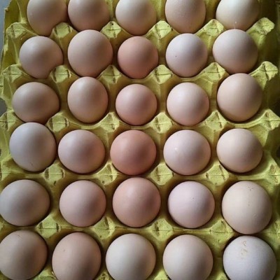 土鸡蛋批发养殖场黑凤鸡蛋批发物流发货小号粉蛋