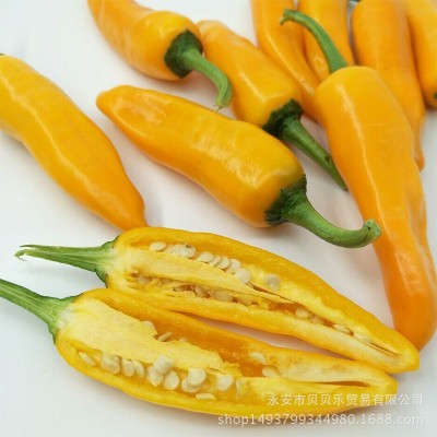 永安黄椒辣椒小辣椒朝天椒地标产品可做黄椒酱新鲜蔬菜批发现货