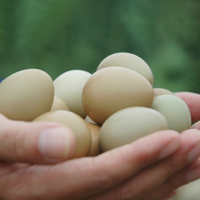 七彩山鸡蛋 农家鲜鸡蛋现捡现发散养谷饲蛋野鸡蛋30枚 现货销售