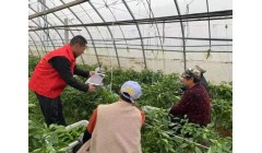 泰安东平梯门镇：农业政策“入棚讲” 种植技术“走着学”