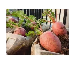 教你在油桶里种植凤梨水果萝卜，方法简单又高产，早看早知道！