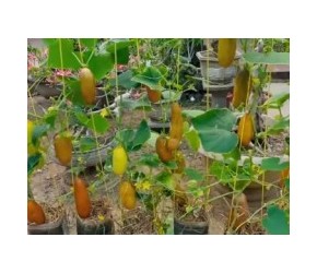 教你用油桶挂着种麻皮黄瓜，阳台小院均可种植，方法简单又高产！