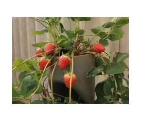 你敢相信吗？草莓的藤蔓也能培育出草莓，老农手把手教会你！