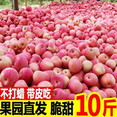 山东红富士苹果新鲜应季水果脆甜多汁当季红富士苹果批发
