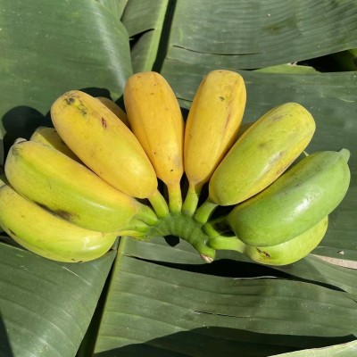 广西产地直供新鲜小米蕉粉蕉新鲜当季水果米蕉生鲜现摘香蕉 皇帝蕉