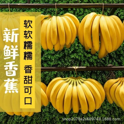 福建漳州天宝精品香蕉农家现摘当季新鲜水果香蕉banana