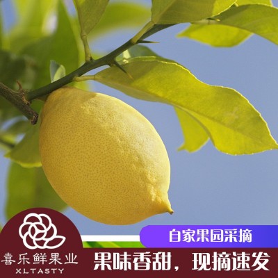 四川安岳尤力克黄柠檬9斤新鲜水果皮薄无籽当季新鲜采摘现摘速发