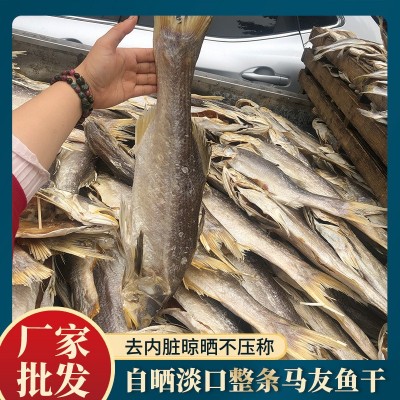 整条马友鱼整条 一条2-3斤 大条鱼干自晒咸鱼干海鲜干货批发