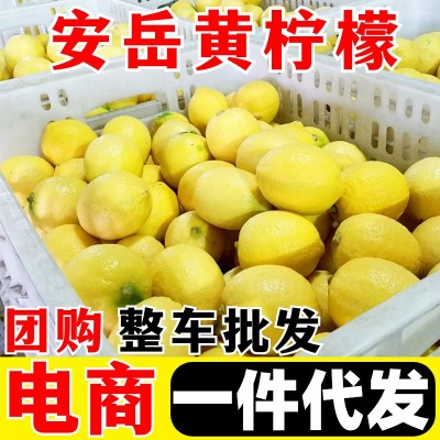 安岳黄柠檬 一件代发 一二级尤力克柠檬四川香水黄皮当季 新鲜水果