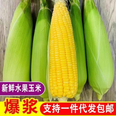 云南新鲜玉米现摘带皮水果甜玉米玉米棒子包谷黄金玉米10斤包邮