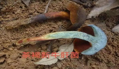 小蘑菇，大“魔王”——谨防野生蘑菇中毒