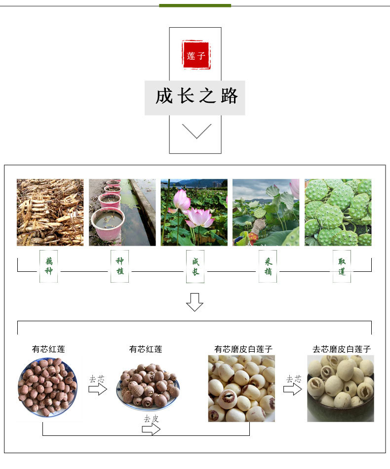 1莲子详情最终版_05