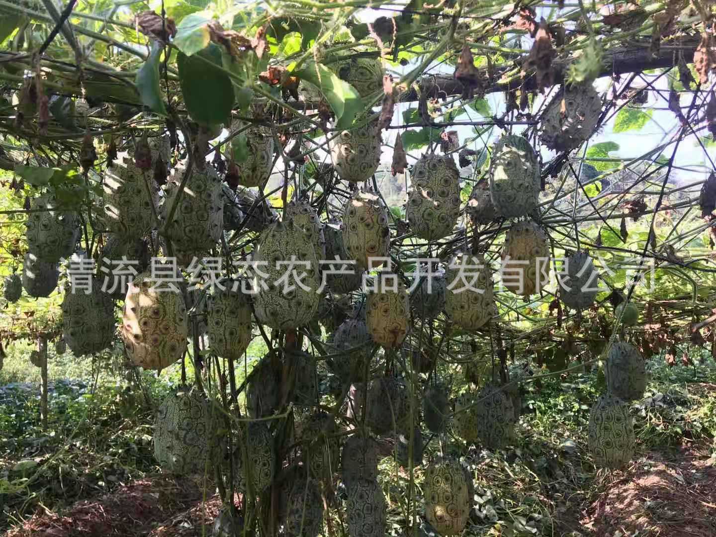 火参果