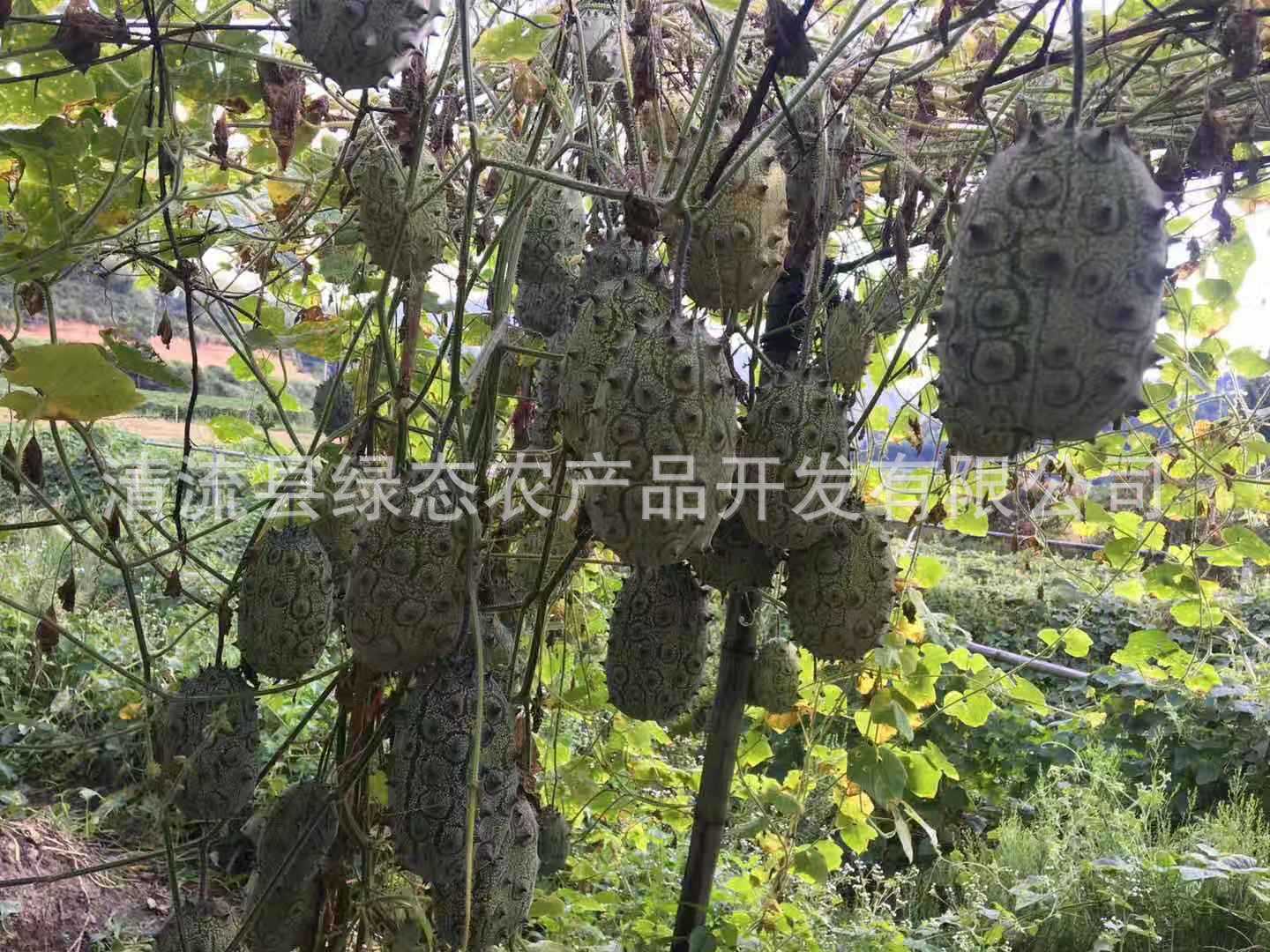 火参果