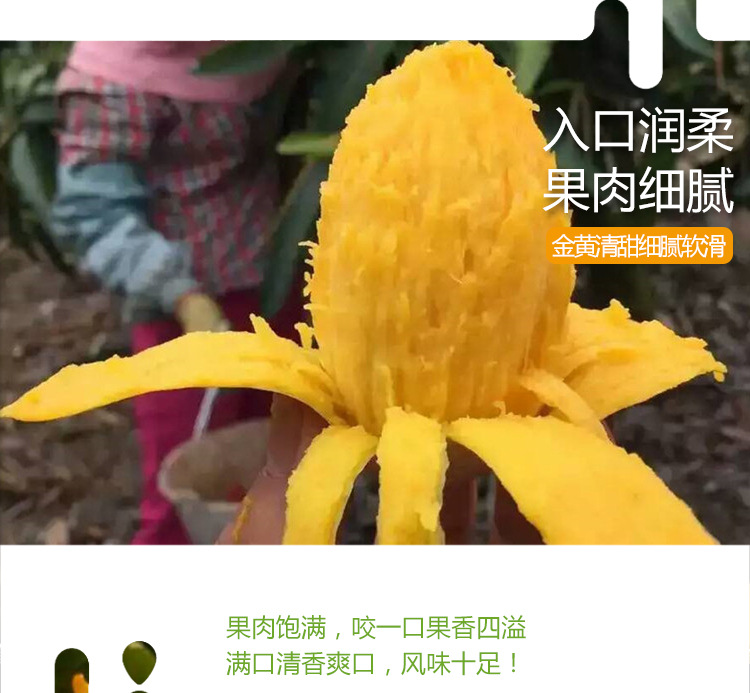 贵妃芒详情_09