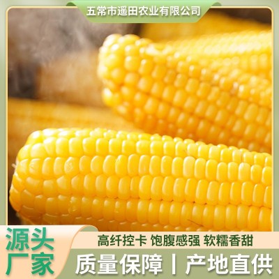 东北黄糯玉米十根 粘糯玉米真空包装整箱玉米棒加热即食代发批发