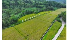 研城街道高滩村：秋日谷飘香 田间好“丰”景