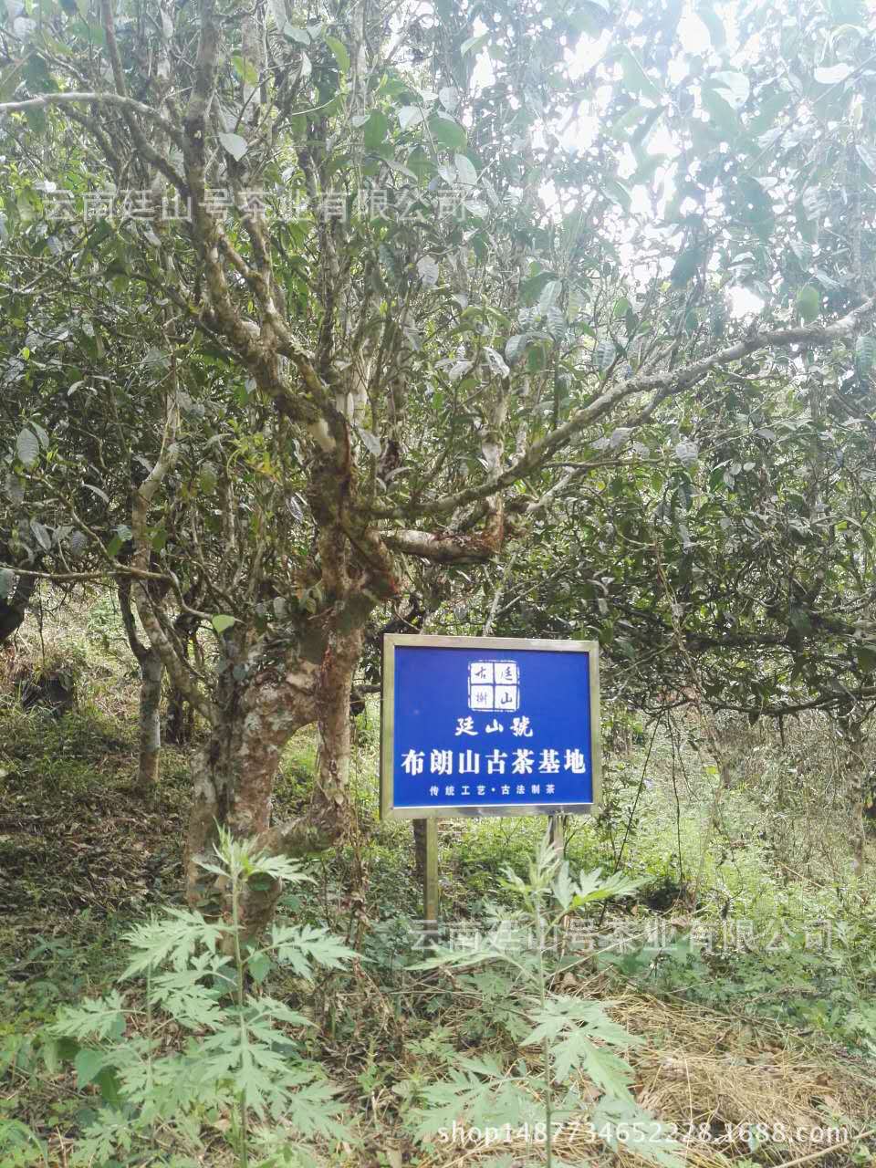 廷山号普洱茶基地