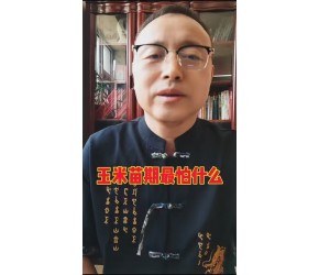 玉米苗期最怕什么